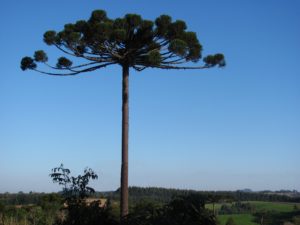 araucaria-angustifolia